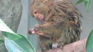 Pygmy Marmoset Eating a Mealworm