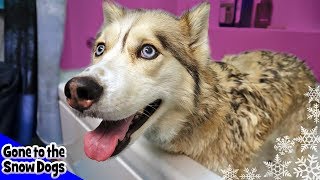 Shelby the Husky Does Not Want a Bath | Grooming a Husky  | Bath Time Challenge