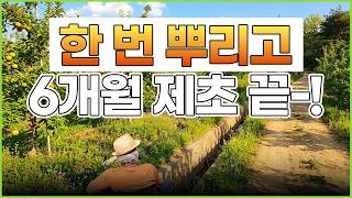 한번 뿌리고 6개월 제초 안하는 방법 ㅣ 제초효율성 극대화 ㅣ 편리한 농사노하우