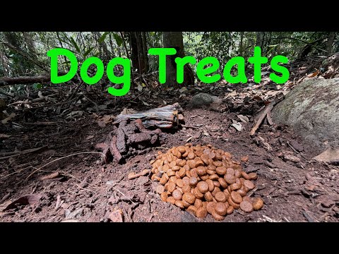 I Left DOG TREATS In The FOREST, Lets See What Happens! (AMAZING DINGO!)