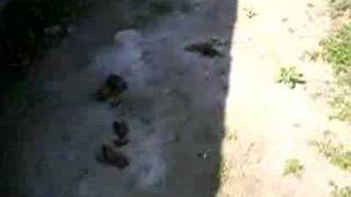 Moe  &quot; The Pit Bull Rescue #2&quot;