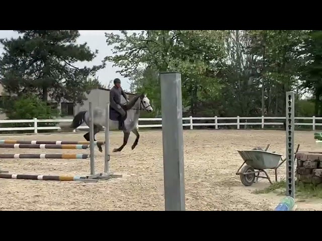 Cavallo Splendido in vendita