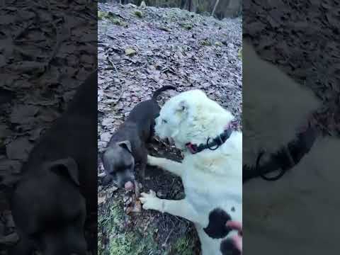 Spaziergang mit Leo, Akira, Cura 🫶 #savethedogsbih #pleasehelp #pleasedonate #streetdogs