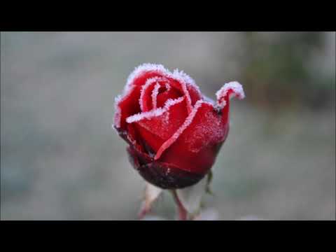 ディジョンのサンテティエンヌ教会 - 定義