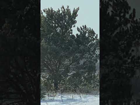 Ernesto Cortazar - "Playful Wind"