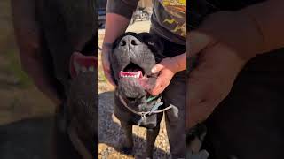 Video preview image #1 Mutt Puppy For Sale in Goodyear, AZ, USA