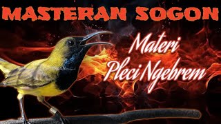 Download lagu Masteran Sogon x Pleci Nembak Brem Rapat, #masteransogon #pancingansogon #sogongacor  mp3