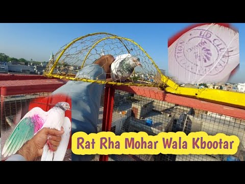 Raat Rha Mohar Wala Kabootar Pakra | Hashim Mahmood Pigeons