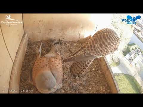 2020 04 17 Netherlands European Kestrel ~ Mom Got Her Breakfast