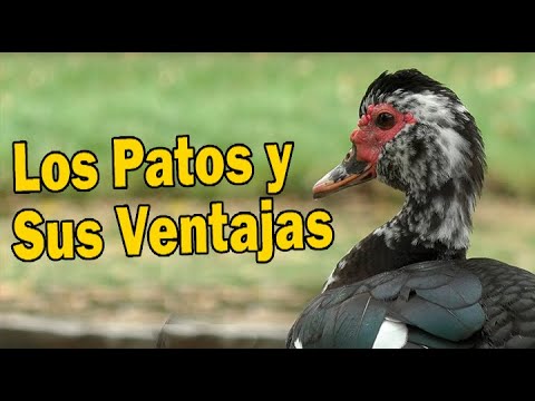 , title : 'LOS PATOS Y SUS VENTAJAS'