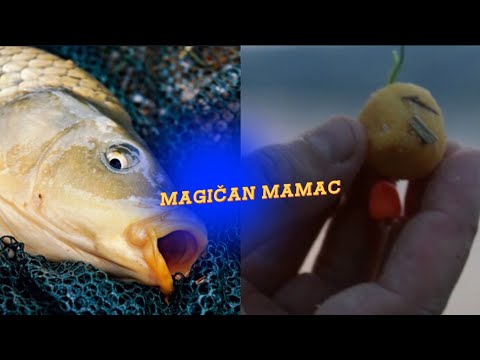 MAGIČAN MAMAC ZA DUNAVSKOG ŠARANA