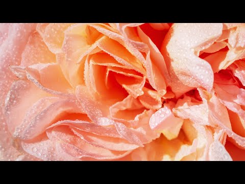 Conheça nossa última novidade - JEAN DE LA FONTAINE® Meiffable em close-ups