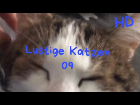 Lustige Katzen 09 HD