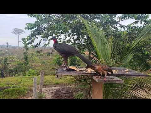 Jacú com seus filhotes #jacú #aves #naturezasurpreendente #vidanaroça 
