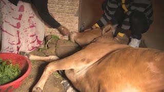 Video: Hindu mobs hunt Cow Smugglers to protect Animals - CNN News