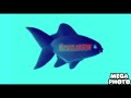 Nickelodeon Fish Logo In G Major 5