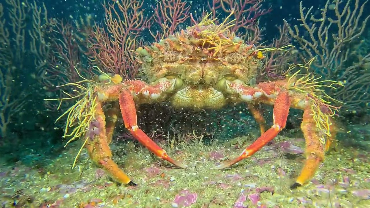 "Mar do Leo" - Costa Oeste da Península de Troia