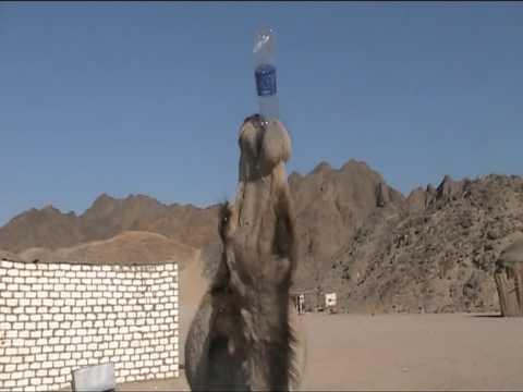 Lustige Tiere - Kamel trinkt aus einer Wasserflasche