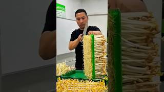 Download lagu Growing and harvesting bean sprouts mp3 Download lagu Growing and harvesting bean sprouts mp3