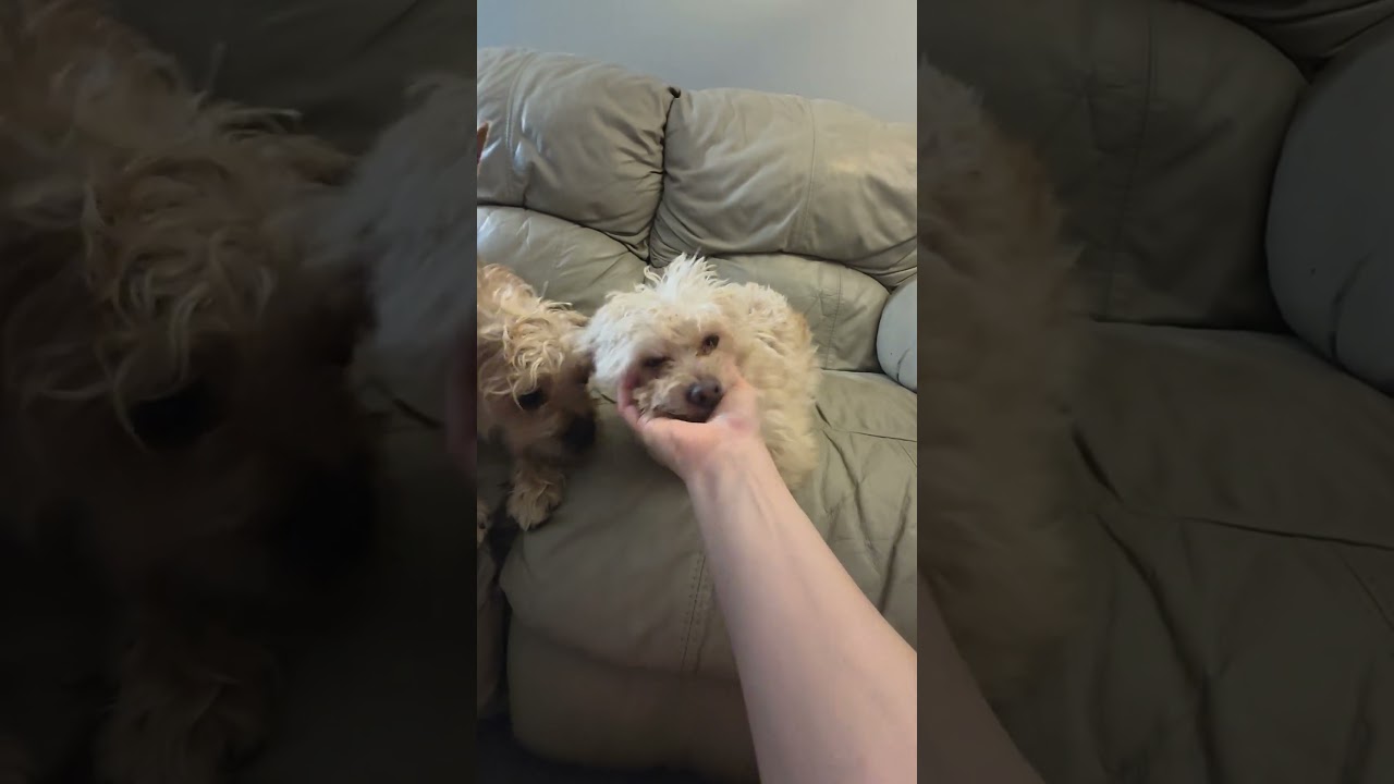 Enlarge Pip, a other mixed breed in Raleigh, NC video 6/6