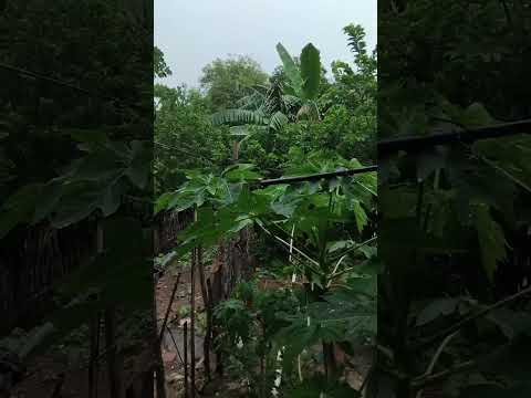 #clima#chuvoso#massape#carnaval #cearaChuva em Massapê Ce