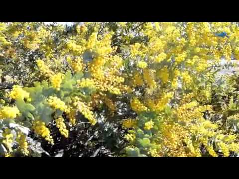 Bird Treats Cootamundra Wattle Acacia baileyana 220810