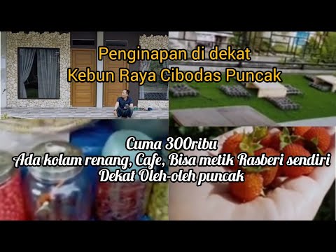 Gede Pangrango Resort Penginapan Dekat Kebun Raya Cibodas