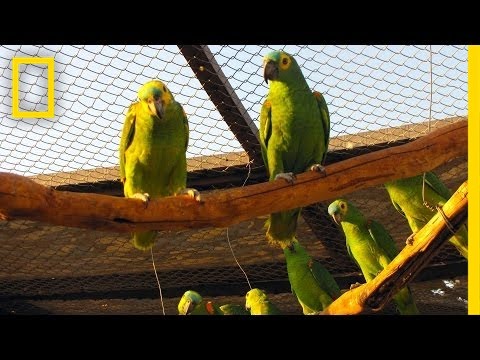 National Geographic Live! - Juliana Machado Ferreira: The Stolen Birds of Brazil