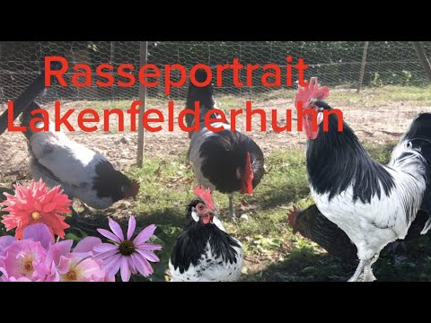 , title : 'Rasseportrait: Lakenfelderhuhn'
