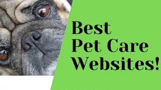 Where to Buy Pet Supplies Online? Top 3 Best Pet Care Websit