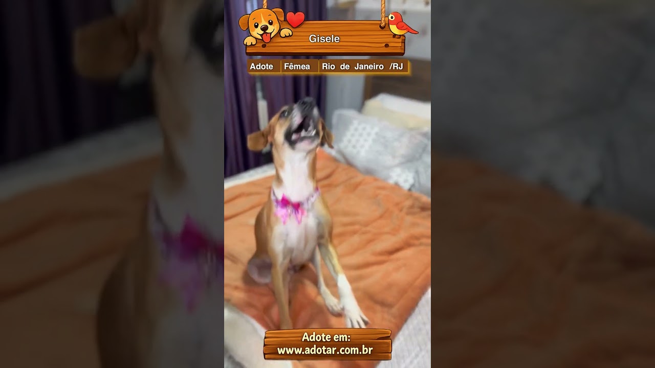 Cachorro raça SRD-ViraLata idade 2 anos nome Gisele 