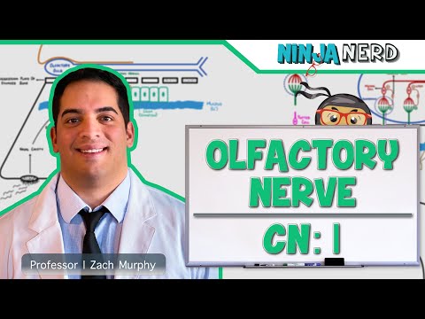Neurology | Olfactory Nerve: Cranial Nerve I