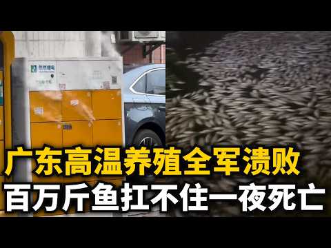 Guangdong&rsquo;s Extreme Heat Wave: Aquaculture Devastated! Millions of Pounds of Fish Dead Overnight!...
