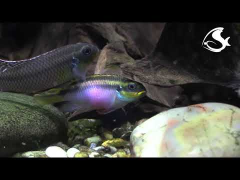 Pelvicachromis pruhovaný (Pelvicachromis taeniatus) — video o chove a starostlivosti
