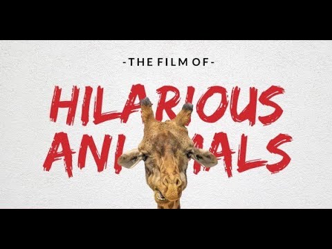 Wildlife Animals Video.