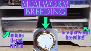 UNIQUE MEALWORM BREEDING SYSTEM + Superworm Breeding