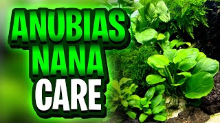 Download lagu Anubias Nana Care Guide: Proven Tips to Keep This Plant Looking Amazing! mp3