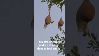 Download lagu weaver bird(very smart bird) mp3 Download lagu weaver bird(very smart bird) mp3