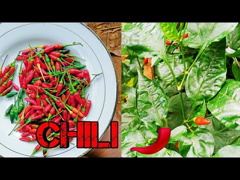 Birds eye chili | Capsicum frutescens | Benefits of chili
