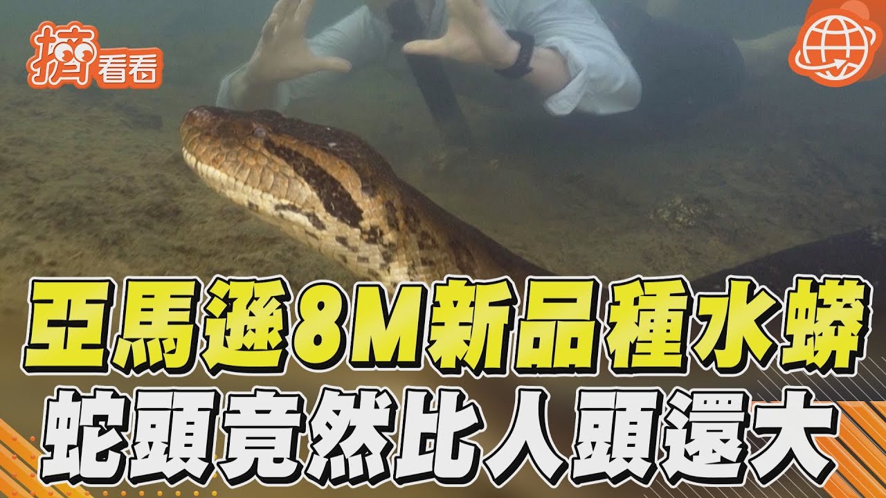 影音/世界最大!新品種水蟒亞馬遜現蹤 身長8公尺「蛇頭比人頭還大」