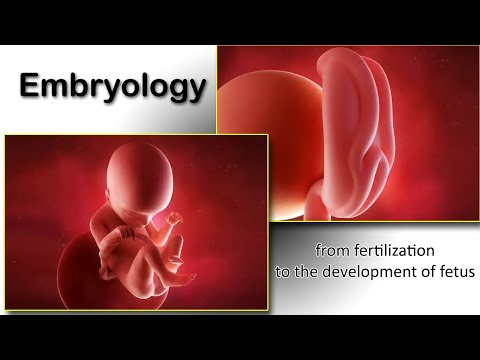 Embryology animation fertilization to development of the nervous system everything in one place.