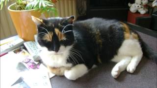 I&#39;m the proof Ed Kowalczyk