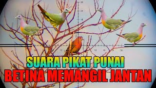 Download lagu SUARA PIKAT PUNAI ‼️ BETINA MEMANGIL JANTAN ‼️COCOK UNTUK NYANGGONG mp3 Download lagu SUARA PIKAT PUNAI ‼️ BETINA MEMANGIL JANTAN ‼️COCOK UNTUK NYANGGONG mp3