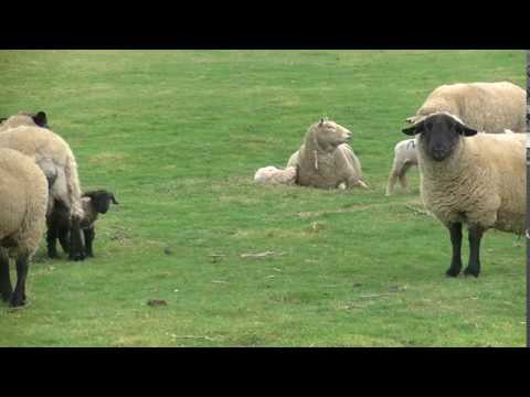 , title : 'Romney Marsh Spring Lambs'