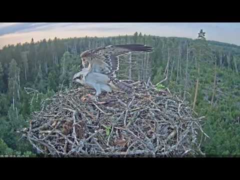 This is my fish!! (fish delivery for the young Osprey )