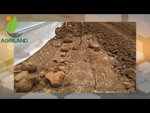 HARGA TERBARU LAHAN KEBUN PRODUKTIF MURAH BANGET DI JASING BOGOR