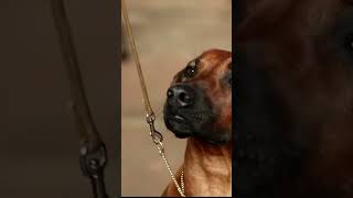 Weirmaraner VS Rhodesian Ridgeback “Who’s The Baddest?”