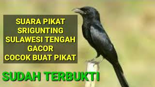 Download lagu SUARA PIKAT BURUNG SRIGUNTING MEMANGGIL LAWAN DI JAMIN JITU mp3 Download lagu SUARA PIKAT BURUNG SRIGUNTING MEMANGGIL LAWAN DI JAMIN JITU mp3