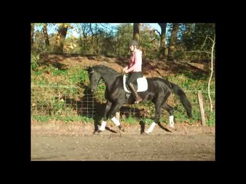 DARK SWEETY 8j. v. Danone -Hohenstein for sale VB 3.800,- Euro