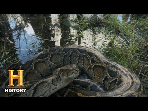 沼地の人々。サーペントの侵略。トロイは巨大なパイソンを捕まえる（シーズン1）｜歴史 (Swamp People: Serpent Invasion: TROY CATCHES HUGE PYTHON (Season 1) | History)